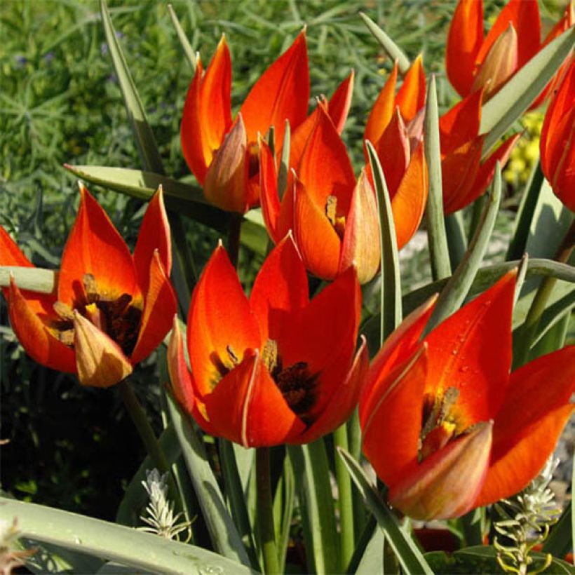 Tulipa whittallii - Whittalls Tulpe (Flowering)