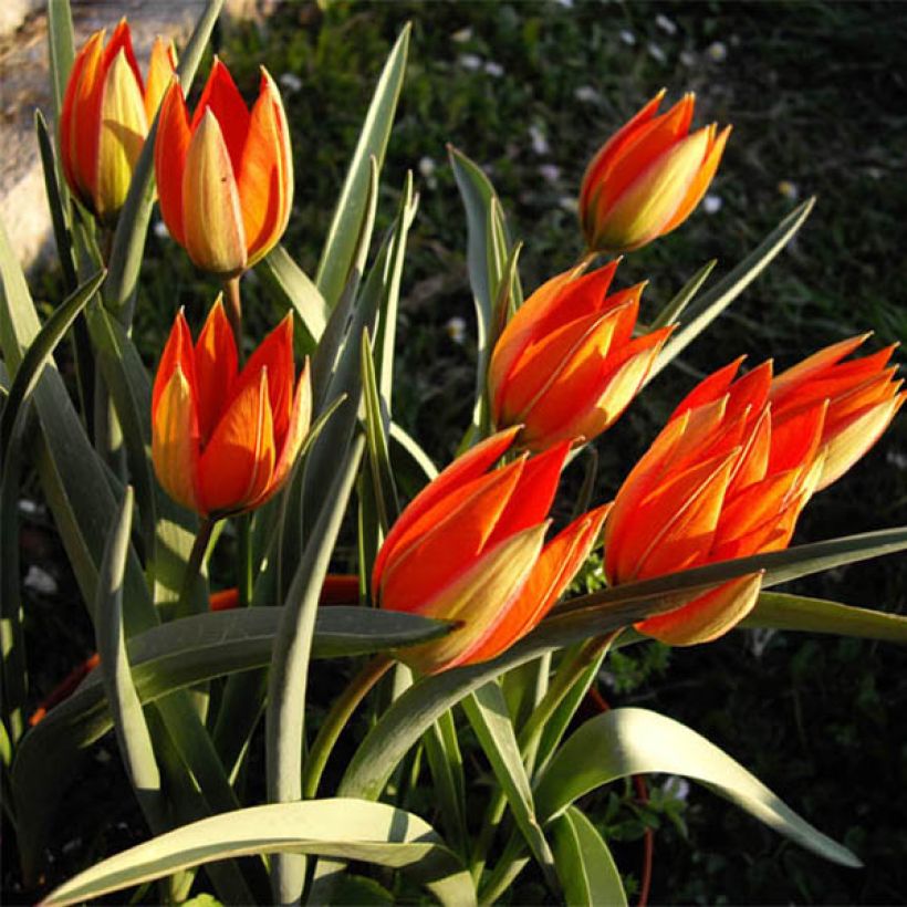 Tulipa whittallii - Whittalls Tulpe (Plant habit)