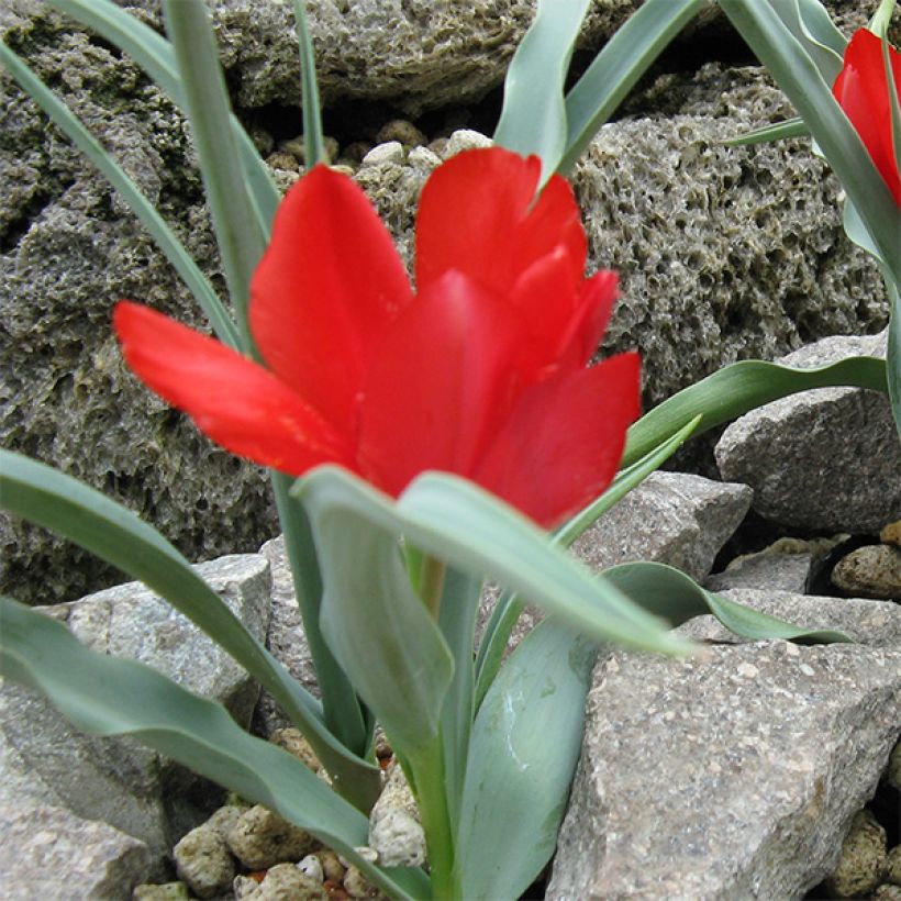 Tulipa wilsoniana - Wilsons Tulpe (Plant habit)