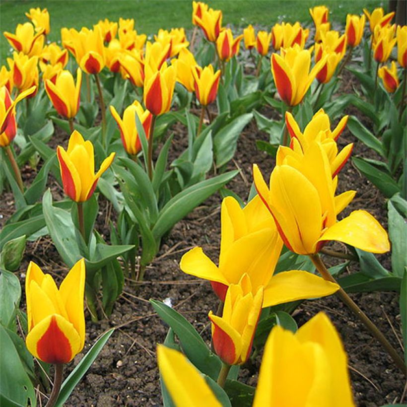 Tulipa kaufmanniana Goudstuck (Flowering)