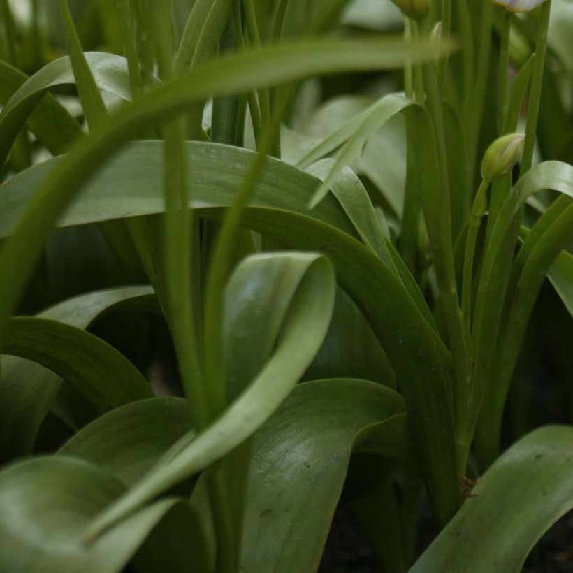 Tulipa saxatilis - Felsen-Tulpe (Foliage)