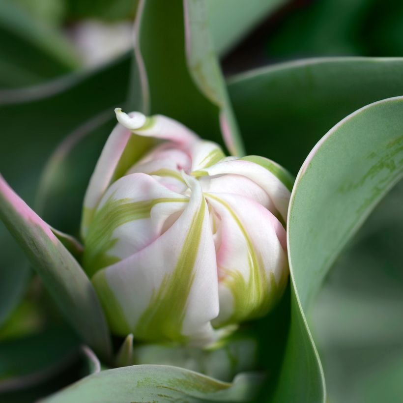 Frühe Gefüllte Tulpe Flashpoint (Flowering)