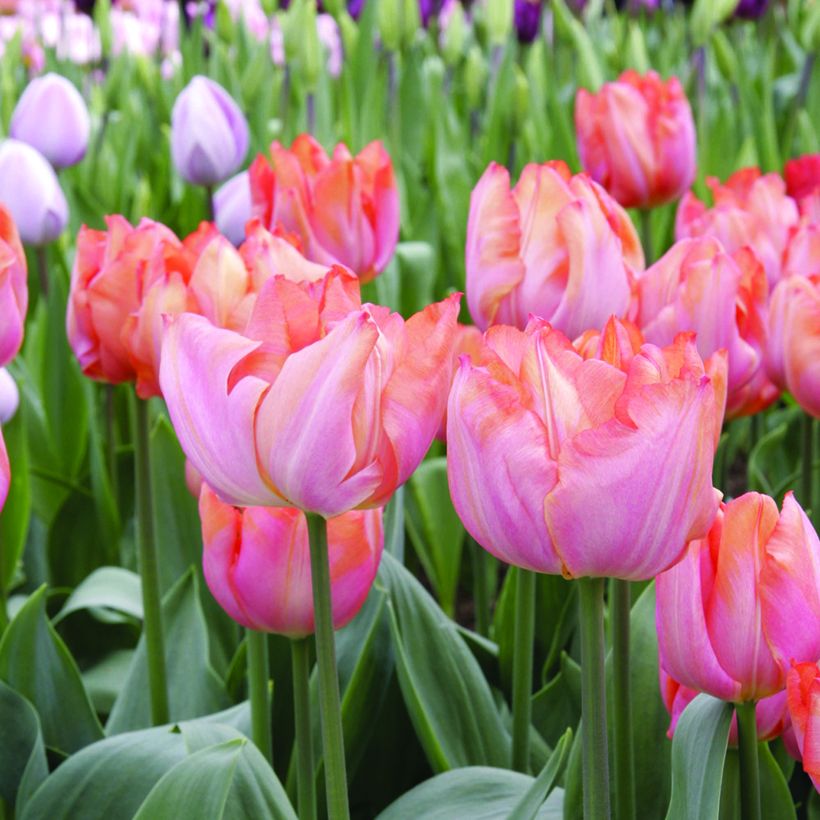Triumph-Tulpe Jochem (Flowering)