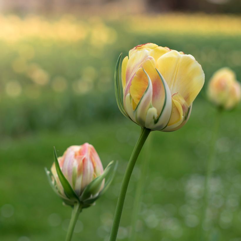 Viridiflora-Tulpe Golden Artist (Flowering)