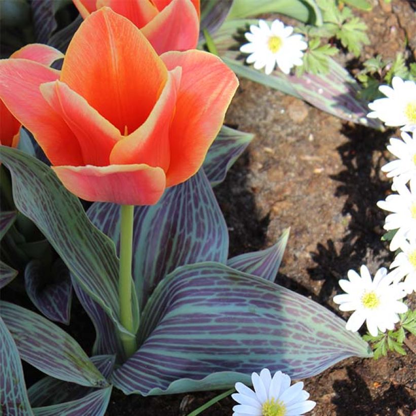 Tulipa greigii Corsage (Plant habit)