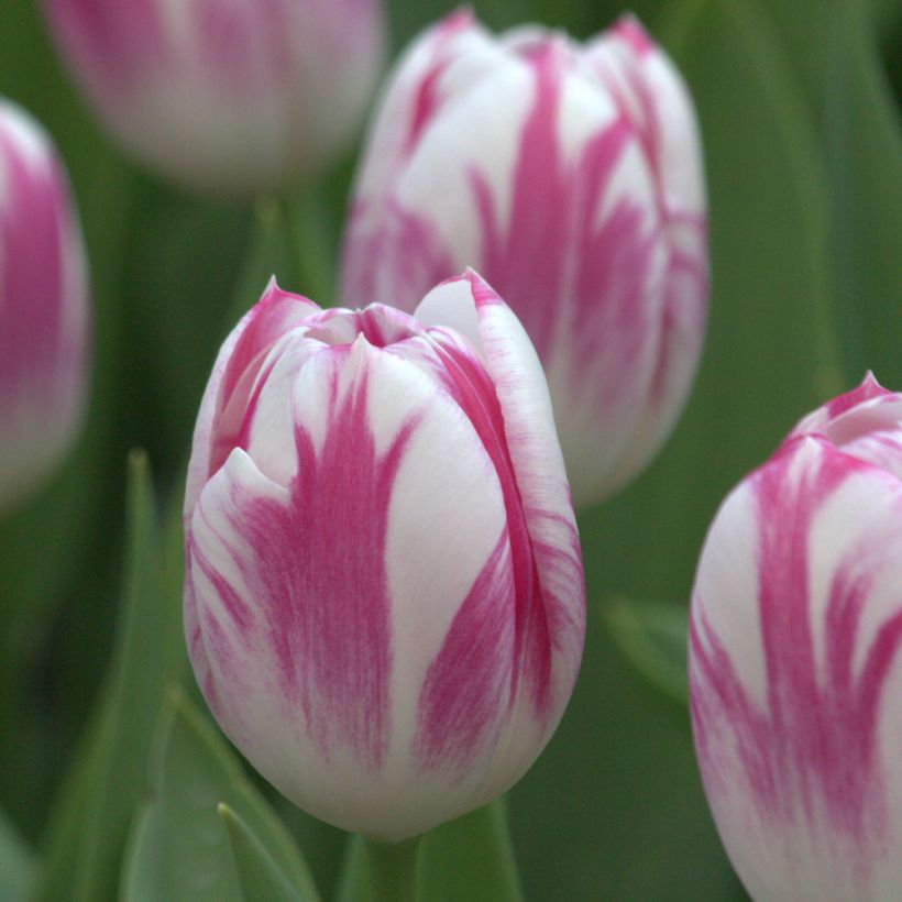 Triumph-Tulpe Caramba (Flowering)