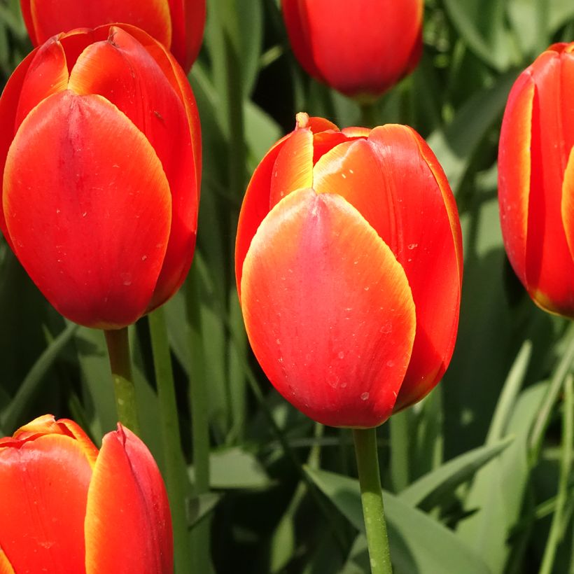 Darwin-Hybrid-Tulpe World's Favourite (Flowering)