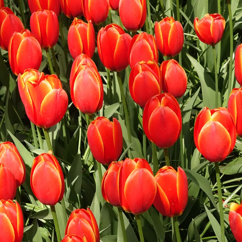Darwin-Hybrid-Tulpe World's Favourite (Plant habit)