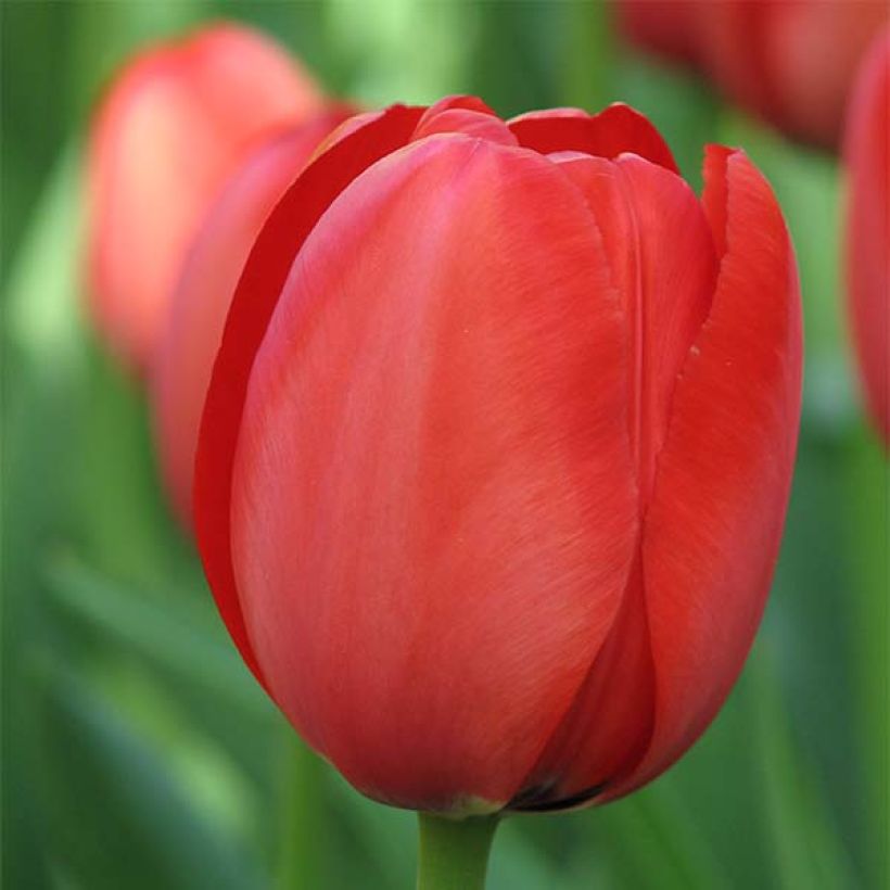 Darwin-Hybrid-Tulpe Apeldoorn (Flowering)