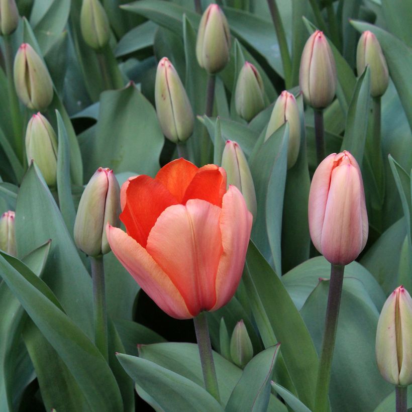 Darwin-Hybrid-Tulpe Apricot Impression (Flowering)