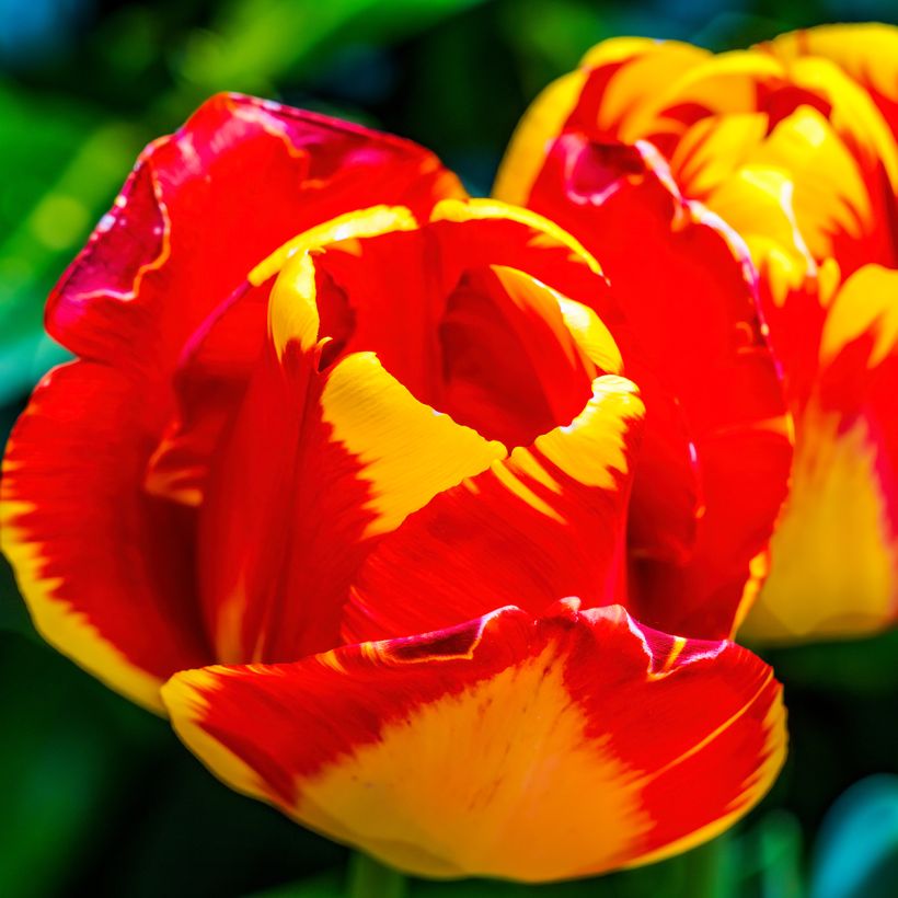 Darwin-Hybrid-Tulpe Banja Luka (Flowering)