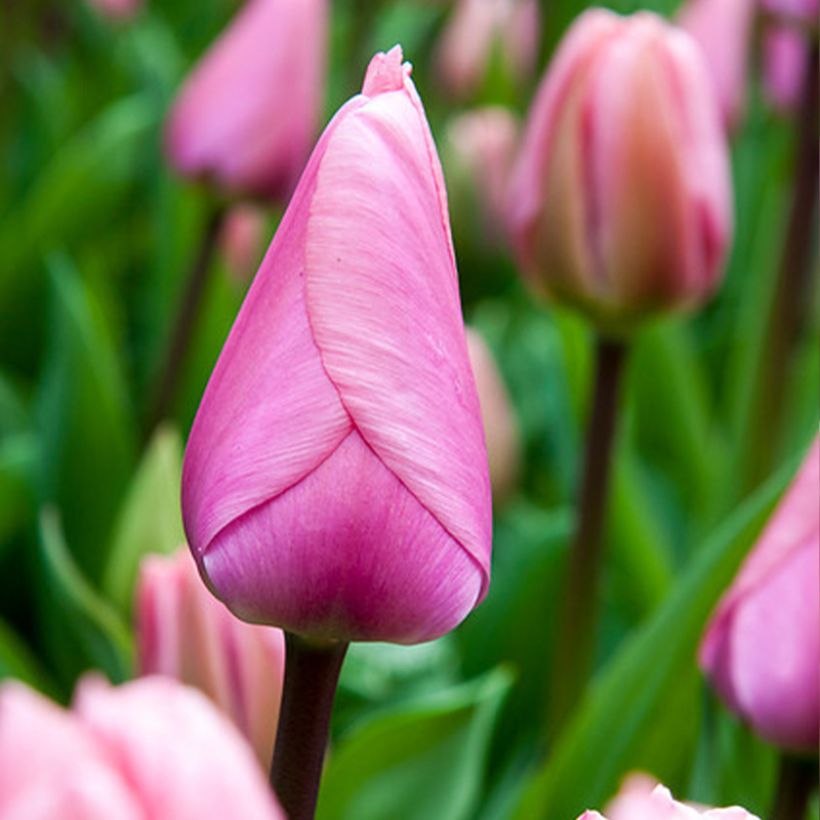 Darwin-Hybrid-Tulpe Big Love (Flowering)