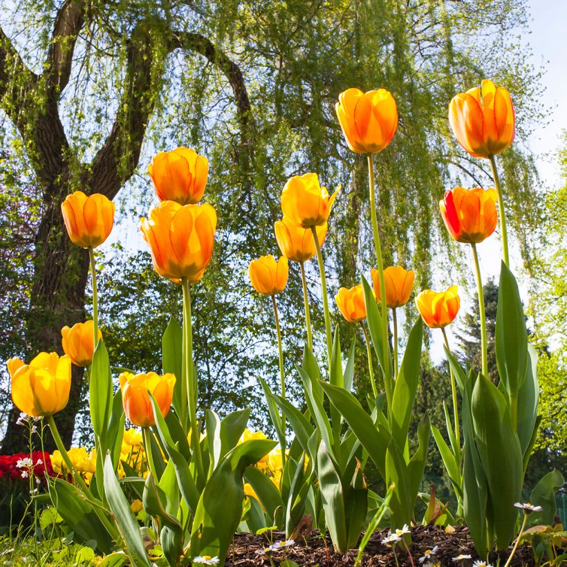 Darwin-Hybrid-Tulpe Blushing Apeldoorn (Plant habit)