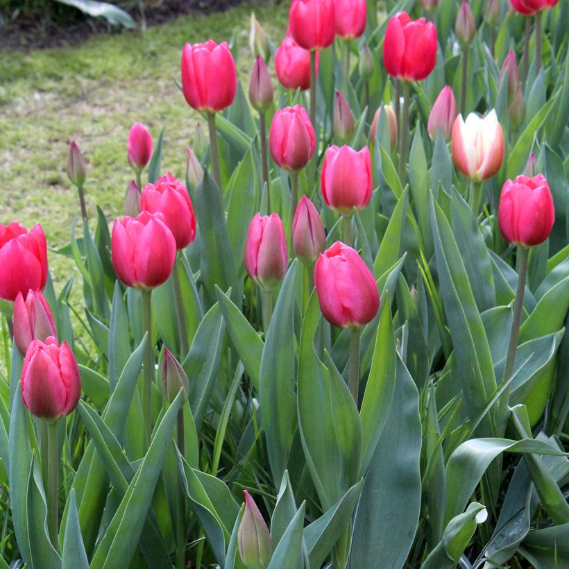 Darwin-Hybrid-Tulpe Cherry Delight (Plant habit)