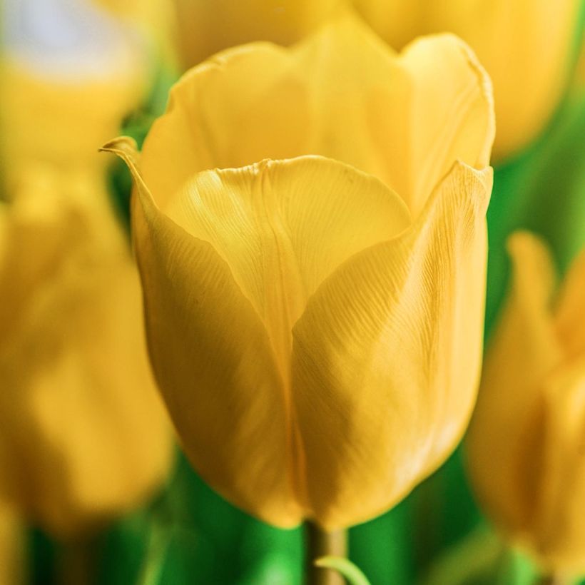 Darwin-Hybrid-Tulpe Golden Apeldoorn (Flowering)