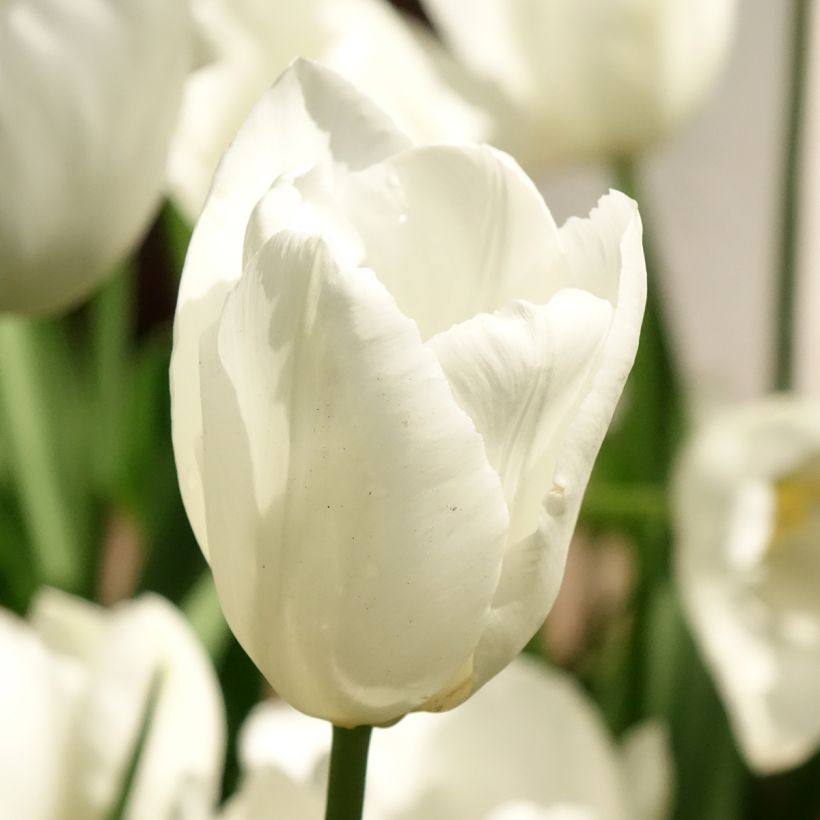 Darwin-Hybrid-Tulpe Hakuun (Flowering)