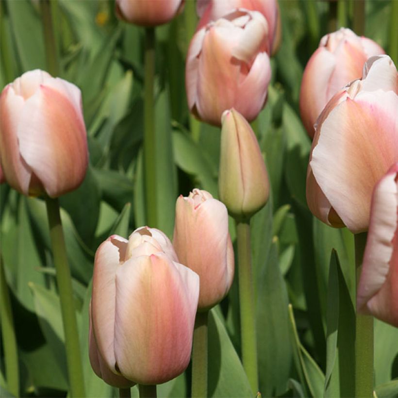 Darwin-Hybrid-Tulpe Ollioules (Flowering)
