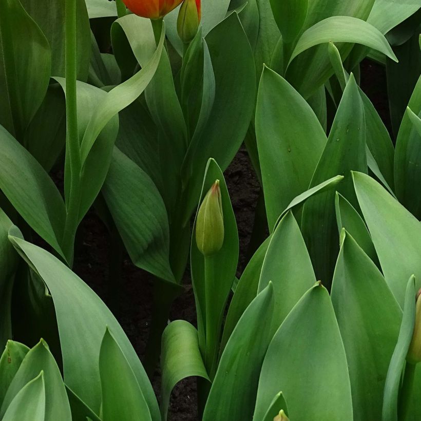 Darwin-Hybrid-Tulpe Orange Balloon (Foliage)