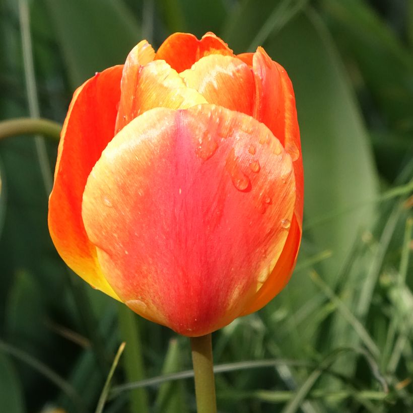 Darwin-Hybrid-Tulpe Orange Lion (Flowering)