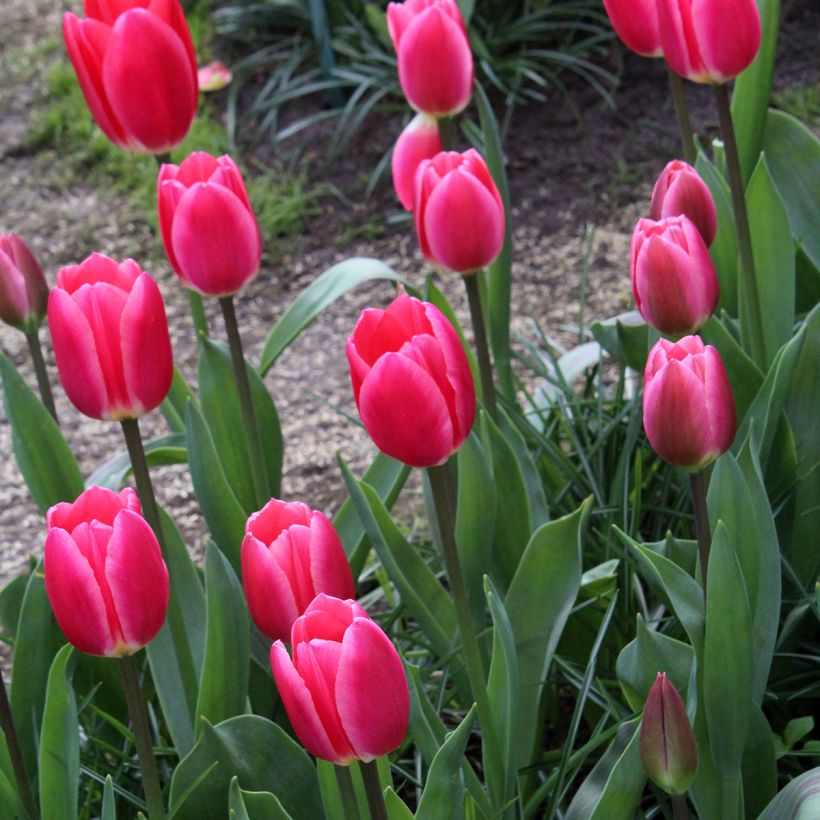 Darwin-Hybrid-Tulpe Rosy Delight (Plant habit)