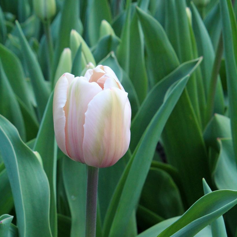 Darwin-Hybrid-Tulpe Salmon Impression (Flowering)