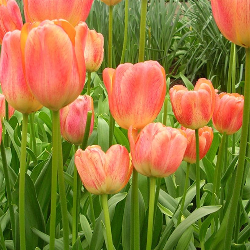 Darwin-Hybrid-Tulpe Tequila Sunrise (Flowering)