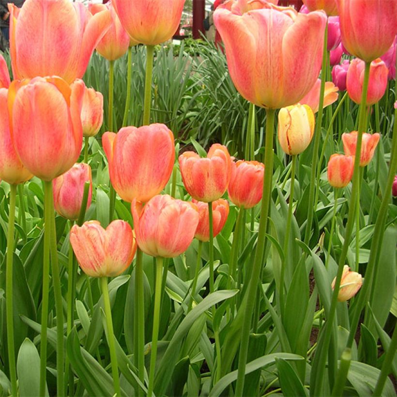 Darwin-Hybrid-Tulpe Tequila Sunrise (Plant habit)