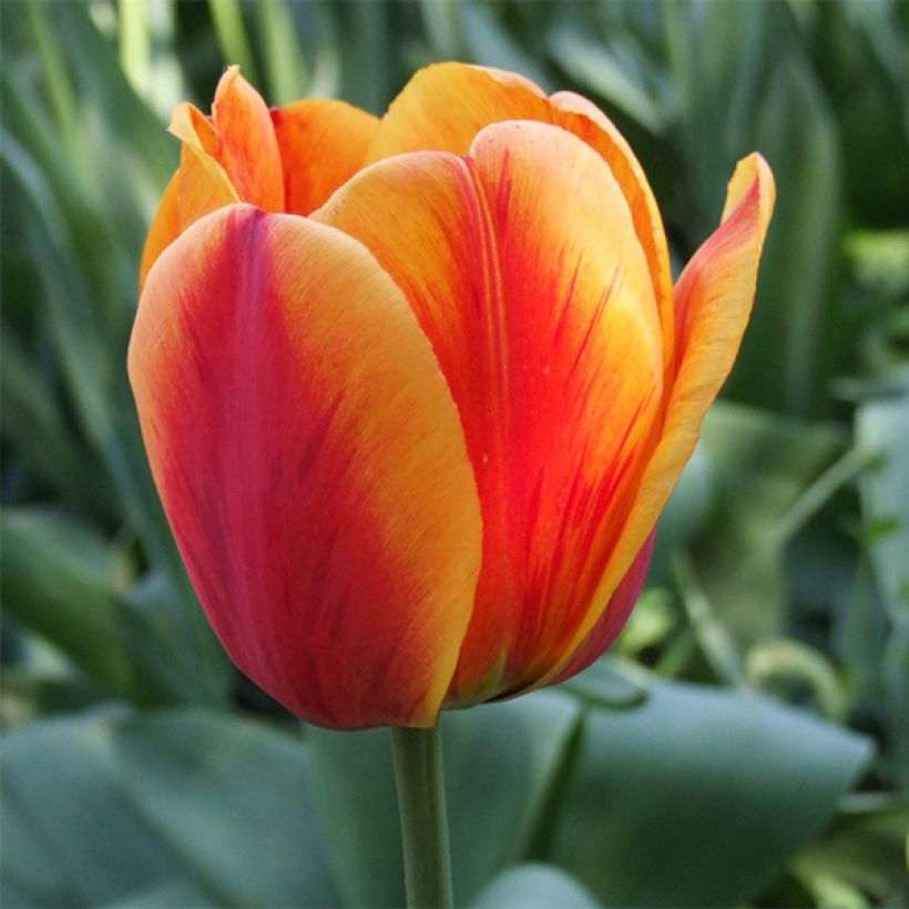 Darwin-Hybrid-Tulpe Apeldoorn's Elite (Flowering)