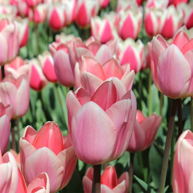 Darwin-Hybrid-Tulpe Apricot Delight (Flowering)