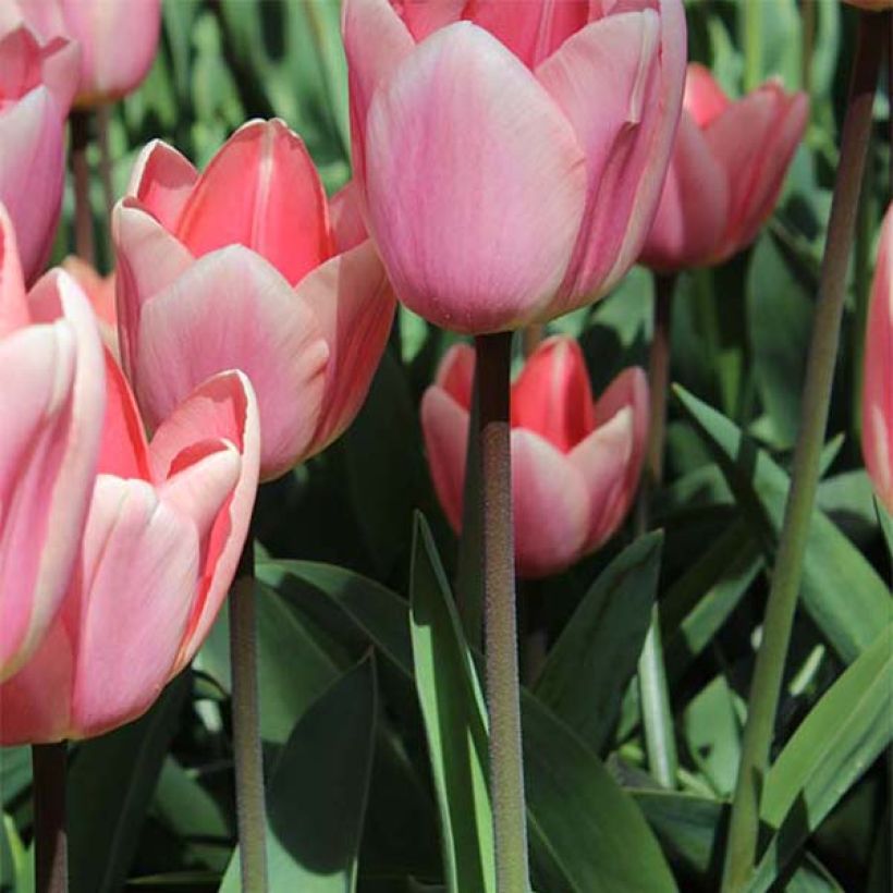 Darwin-Hybrid-Tulpe Apricot Delight (Plant habit)