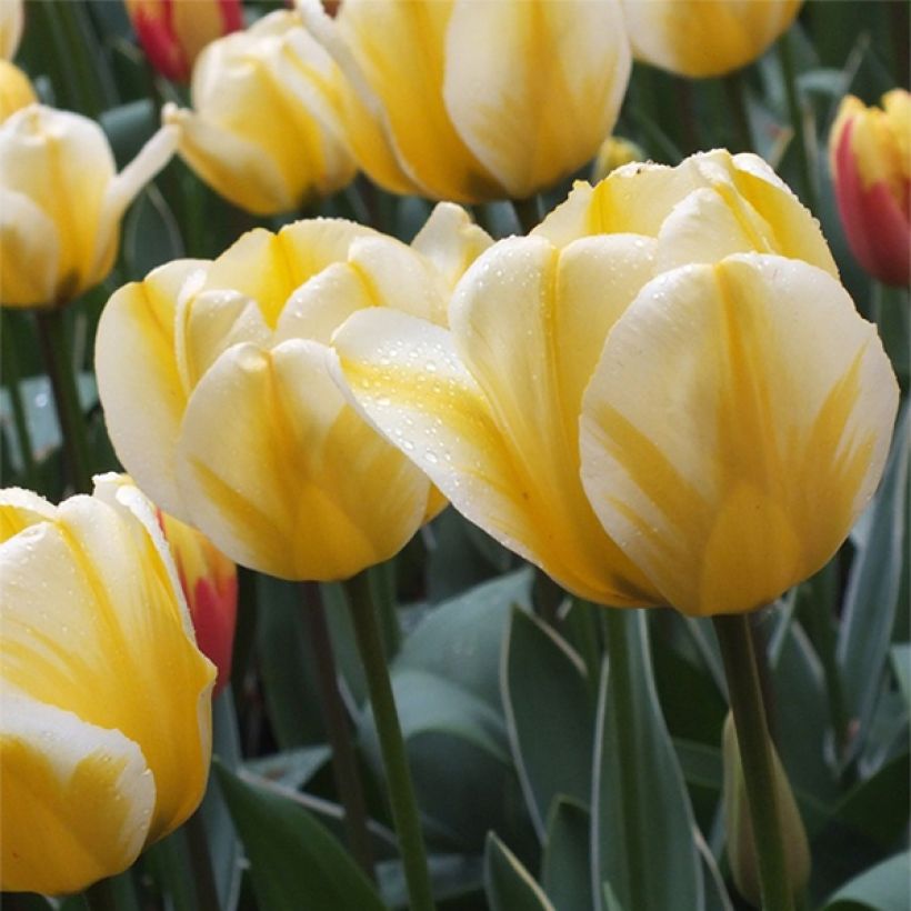 Darwin-Hybrid-Tulpe Jaap Groot (Flowering)