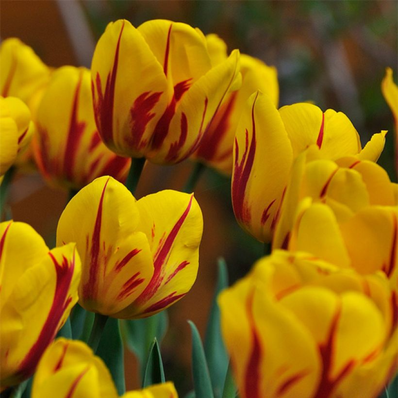 Darwin-Hybrid-Tulpe Juliette (Flowering)