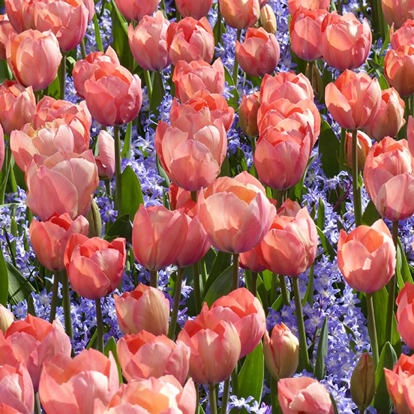 Darwin-Hybrid-Tulpe Mystic Van Eijk (Plant habit)