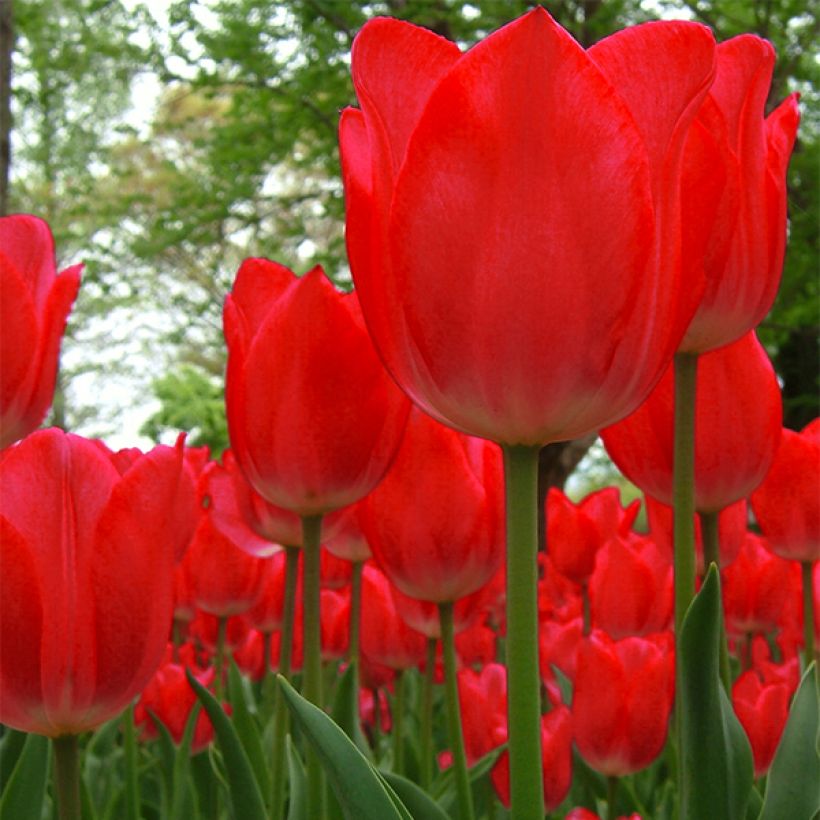 Darwin-Hybrid-Tulpe Red Impression (Flowering)