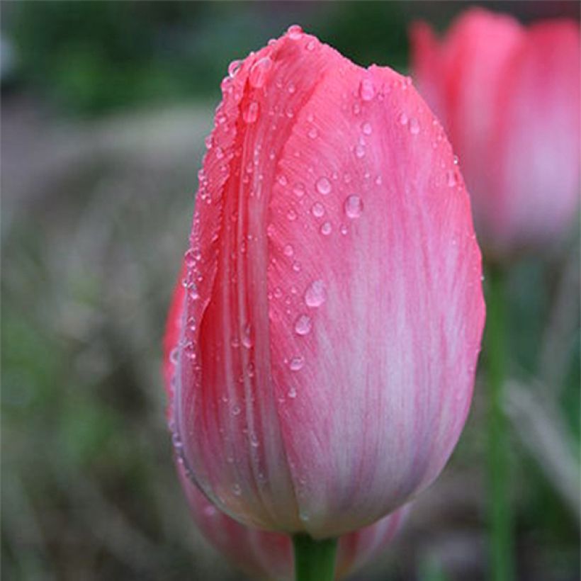 Darwin-Hybrid-Tulpe Van Eijk (Flowering)