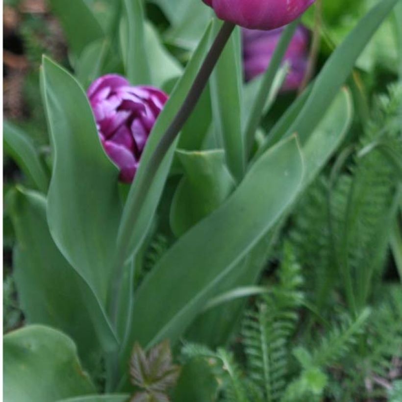 Späte Gefüllte Tulpe Diamant Bleu (Foliage)
