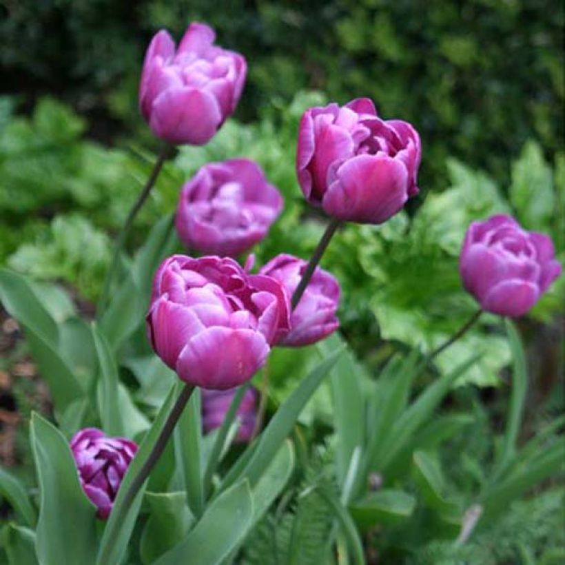 Späte Gefüllte Tulpe Diamant Bleu (Plant habit)