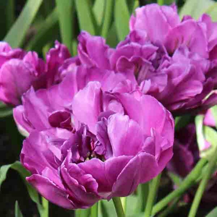 Frühe Gefüllte Tulpe Purple Pion (Flowering)