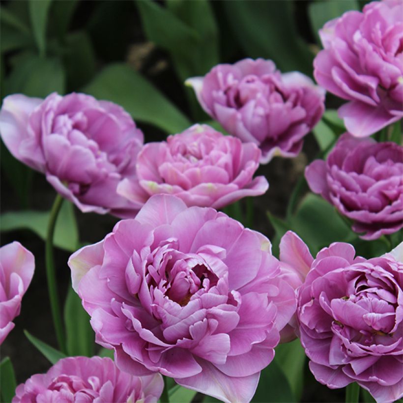 Späte Gefüllte Tulpe Lilac Perfection (Flowering)