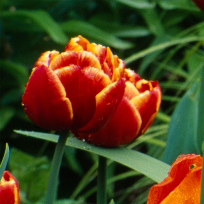 Späte Gefüllte Tulpe Allegretto (Flowering)