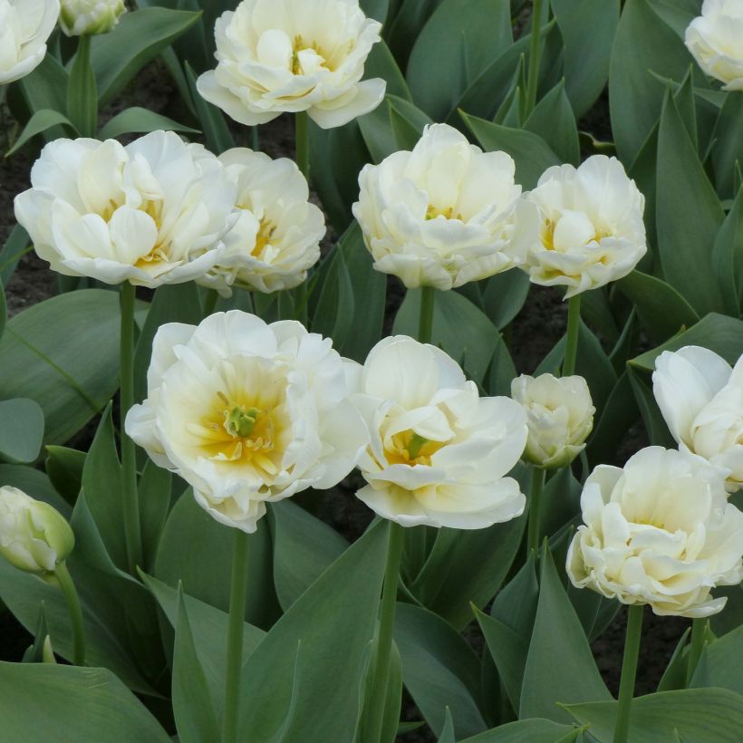 Späte Gefüllte Tulpe Cool  (Plant habit)