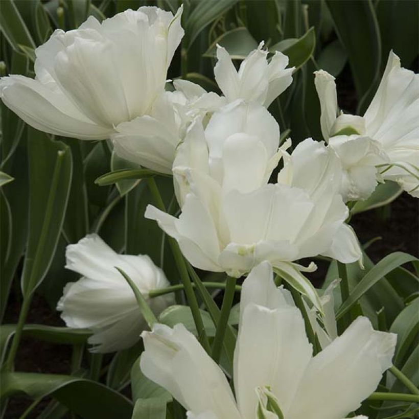 Späte Gefüllte Tulpe Maureen Double (Flowering)