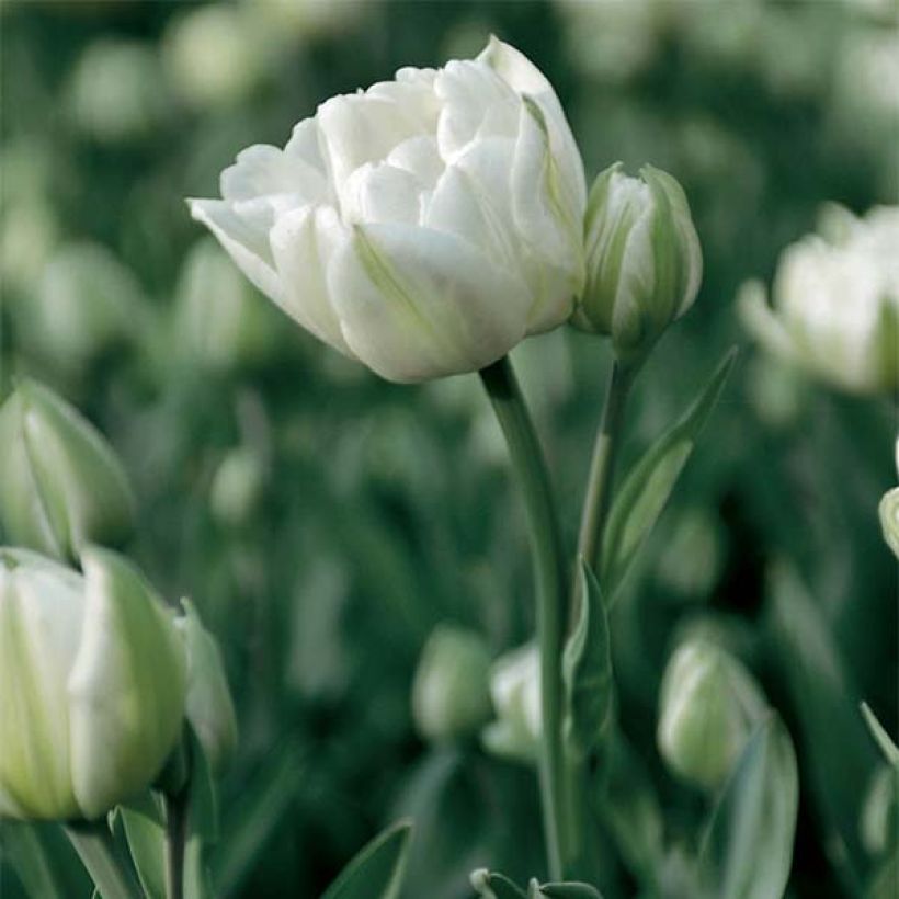 Späte Gefüllte Tulpe Mount Tacoma (Flowering)