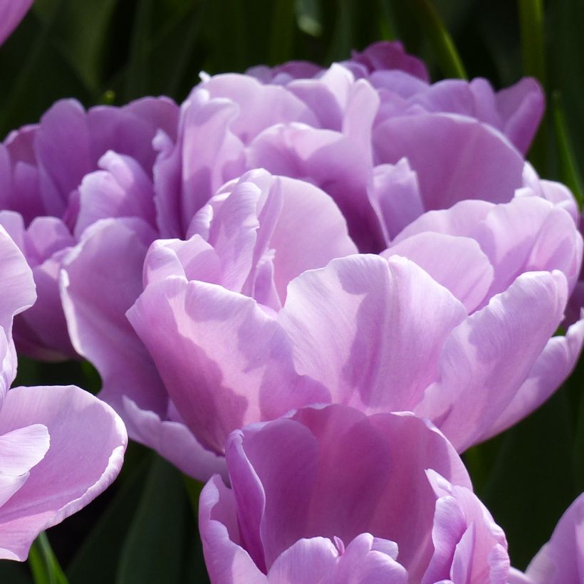 Frühe Gefüllte Tulpe Katinka (Flowering)
