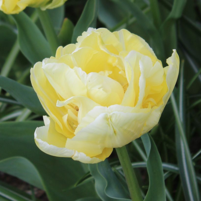 Frühe Gefüllte Tulpe Verona (Flowering)