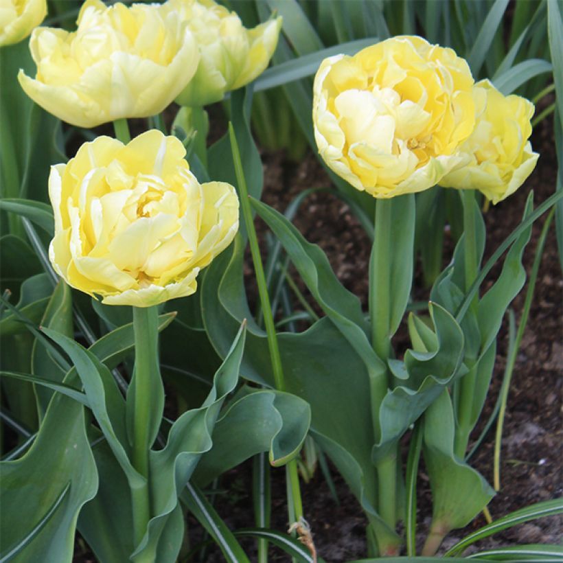 Frühe Gefüllte Tulpe Verona (Plant habit)