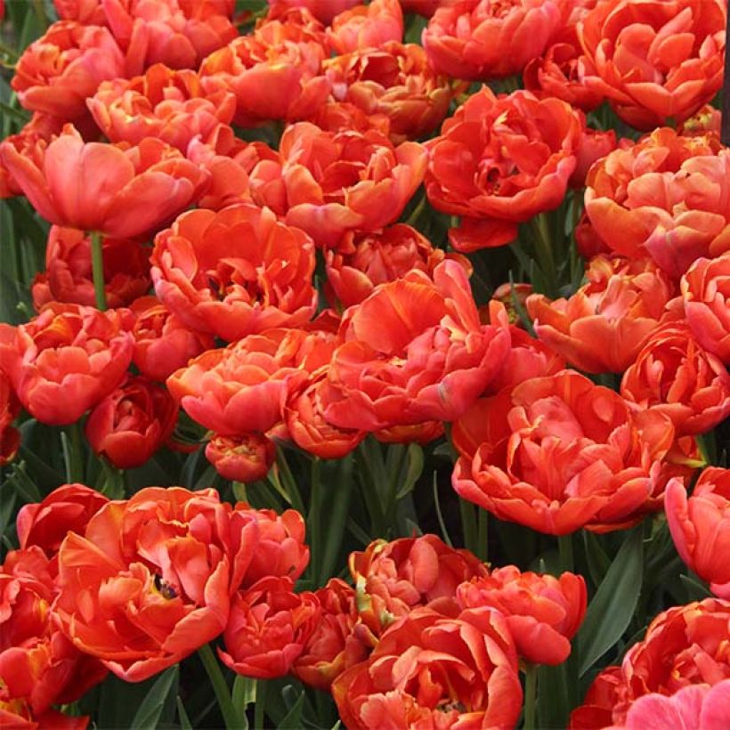 Späte Gefüllte Tulpe Statement (Plant habit)