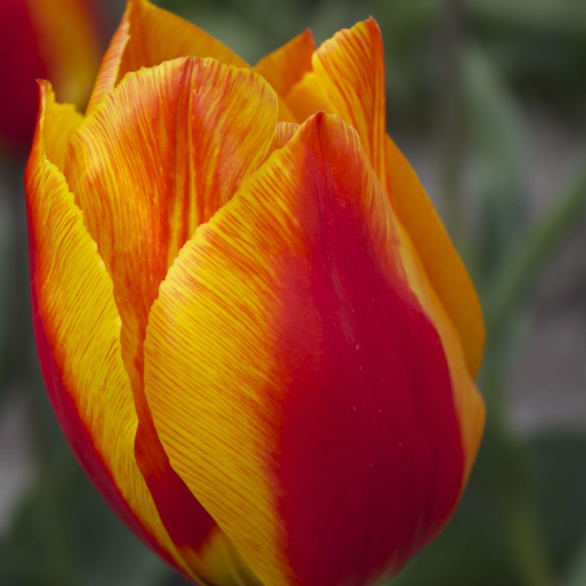 Frühe Einfache Tulpe Flair (Flowering)