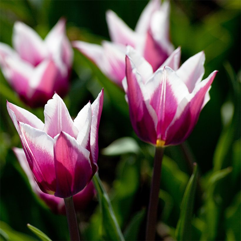 Lilienblütige Tulpe Claudia (Flowering)