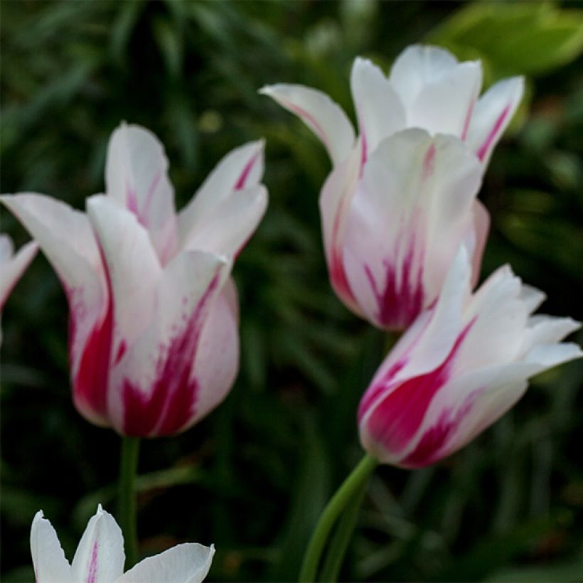 Lilienblütige Tulpe Marilyn (Flowering)